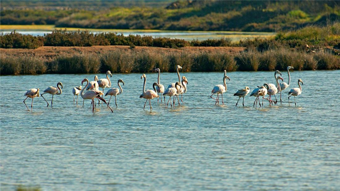 Castro Marim and Vila Real de Santo Antonio Natural Reserve