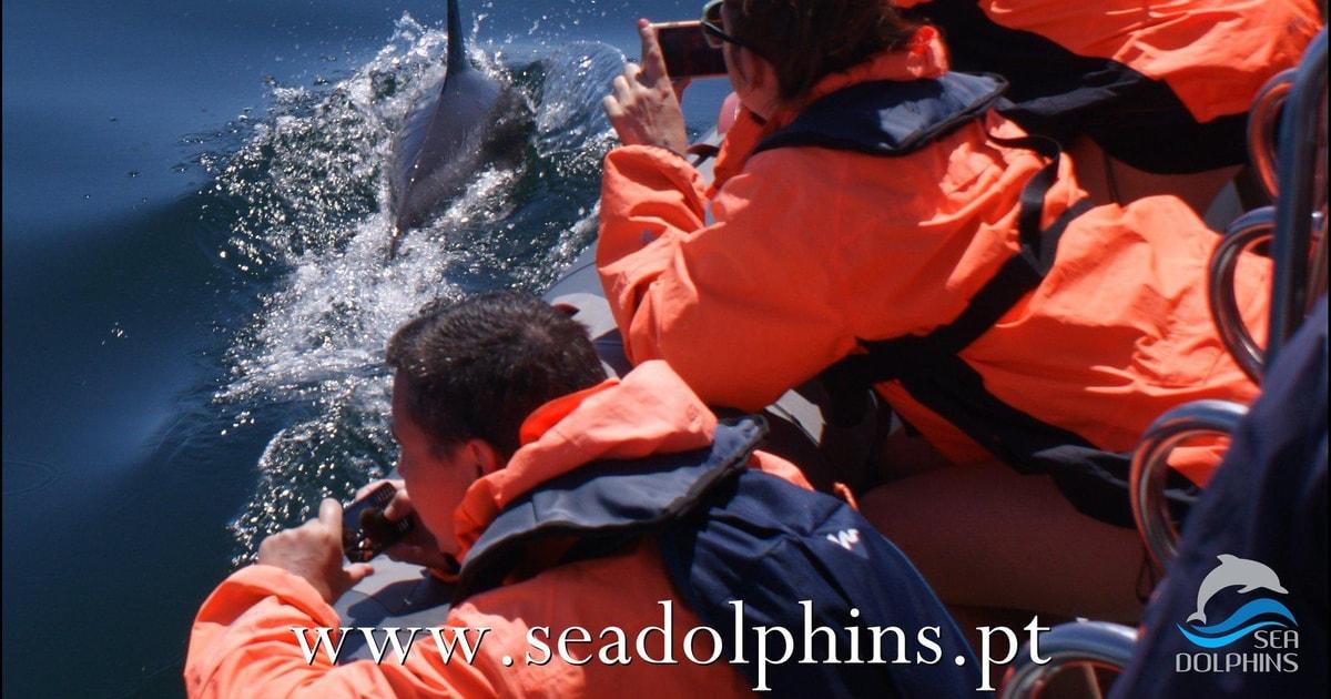 Dolphins Watching - Portimão