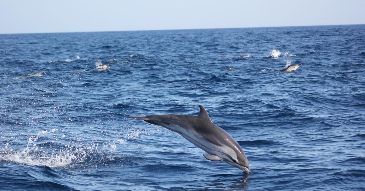 Sagres: Wildlife Tour Dolphins and Caves