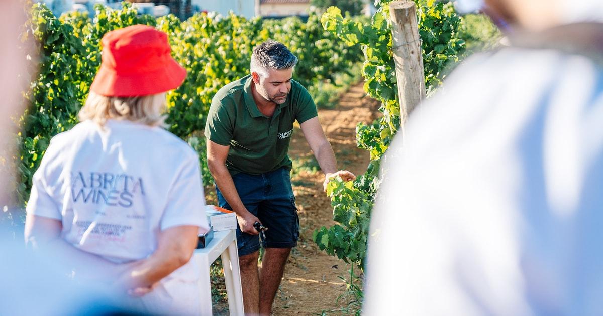 Algarve: Classic Wine Tour & Tasting in Silves