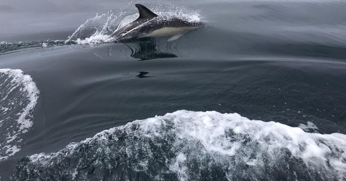 Salema: Dolphin Watching
