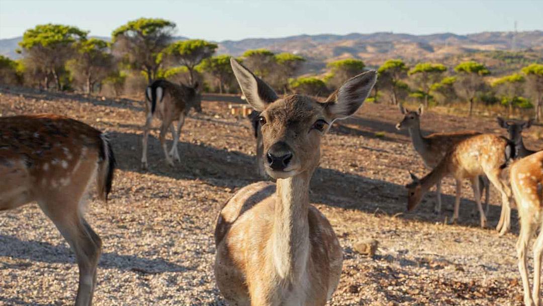 Labor Day Celebrations