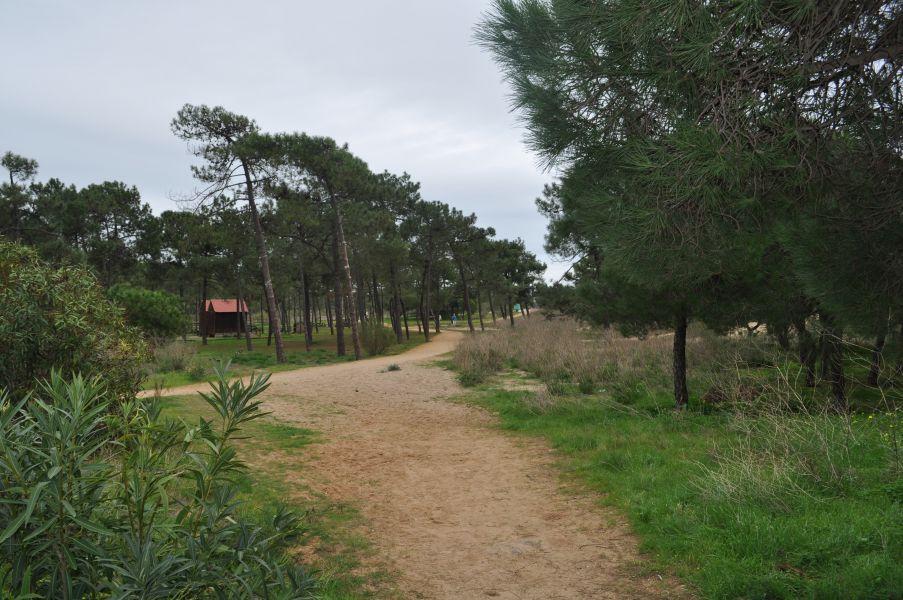 Mata Nacional das Dunas de Vila Real de Santo Antonio