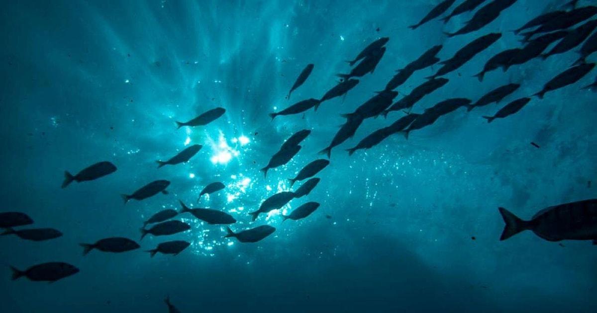 Albufeira: Double Ocean Dive for Certified Divers