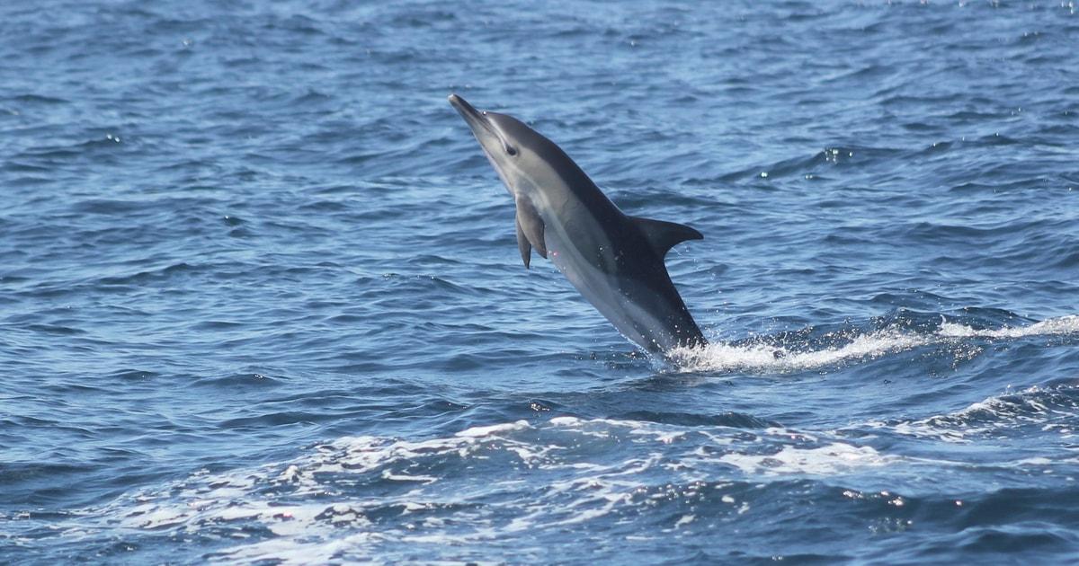 Sagres: Dolphin Watching Tour