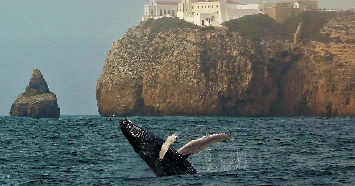 Sagres Wildlife Adventure: Dolphin and Whale Watching Tour