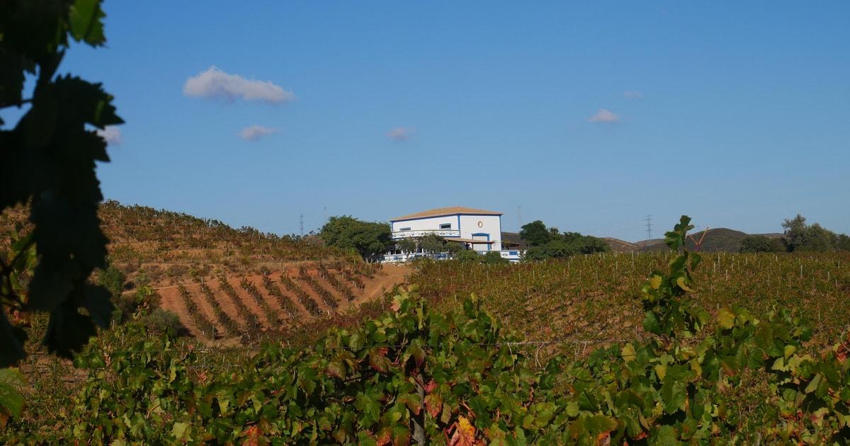 Albufeira, Olhão, Faro: Visit a vineyard, Free time in Silves