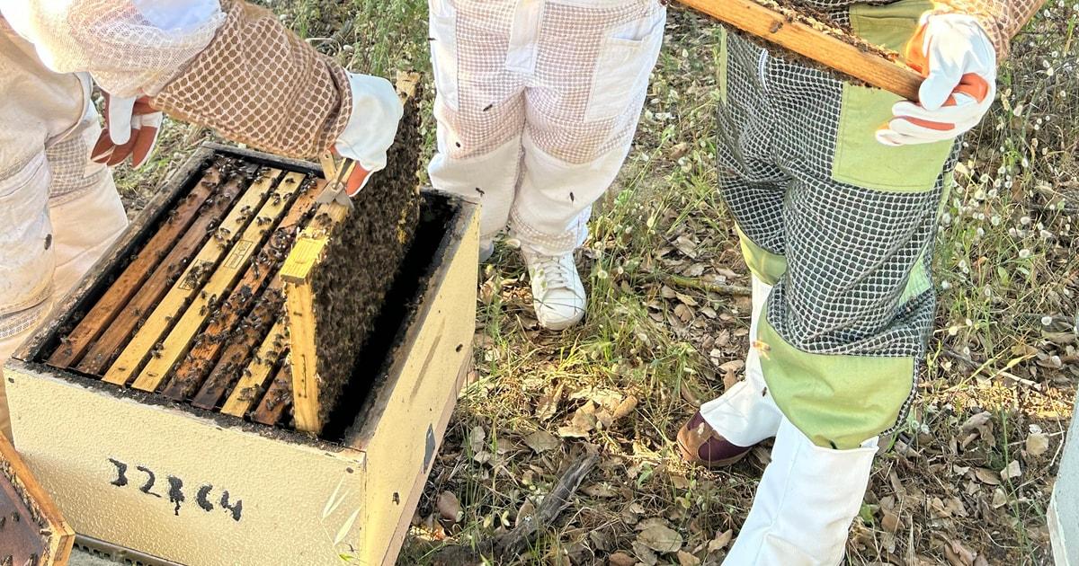 Albufeira: Beekeeping Experience with Honey Tasting