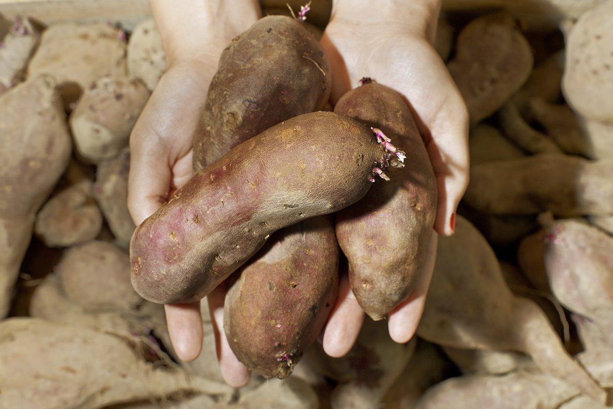 Aljezur Sweet Potato Festival